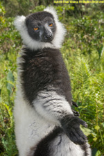 ruffed lemur sunbathing