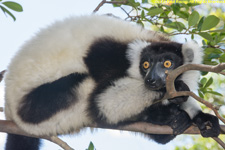 ruffed lemur