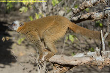 brown lemur