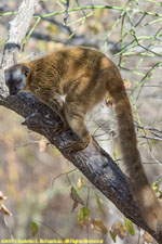 brown lemur