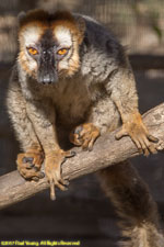 brown lemur