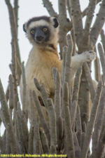 sifaka