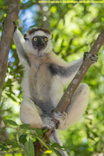 sifaka