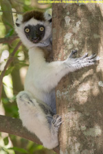 sifaka