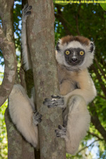 sifaka