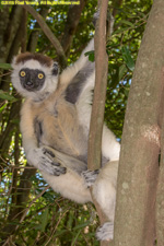 sifaka