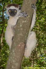 sifaka