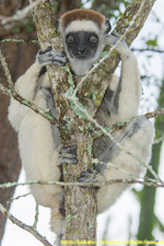 sifaka