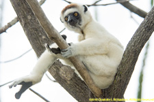 sifaka