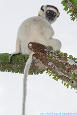 sifaka