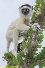 baby sifaka