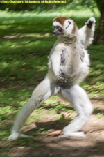 sifaka jumping