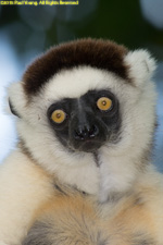 sifaka closeup