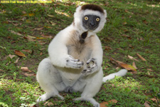 sifaka on the ground