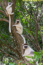 sifaka family