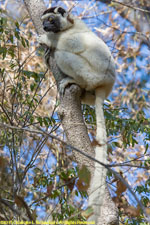 sifaka