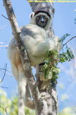 sifaka