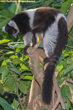 ruffed lemur