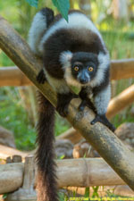 ruffed lemur