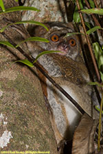 woolly lemur