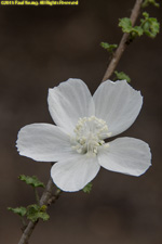 white flower