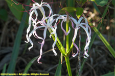 spider lily