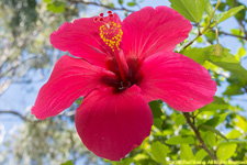 hibiscus