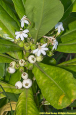 flowers and fruit