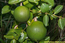 fruit