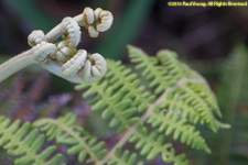 fern and fiddlehead