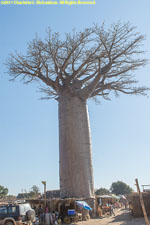 baobab