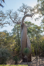 baobabs