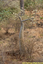 baobab in flower