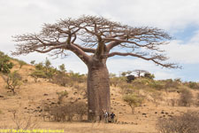 baobab