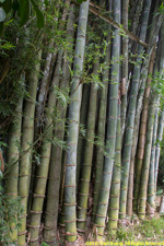 giant bamboo