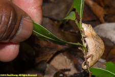 dwarf chameleon