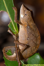 dwarf chameleon