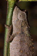 dwarf chameleon