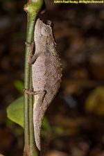 dwarf chameleon