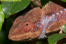 chameleon closeup