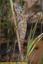 chameleon