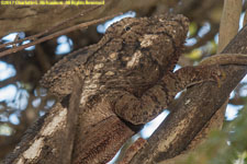 chameleon closeup