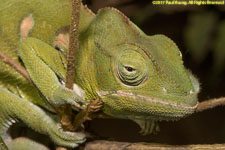 chameleon closeup