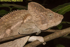 chameleon closeup