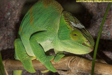 chameleon closeup