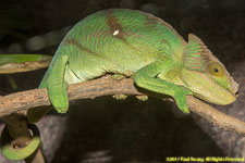 chameleon