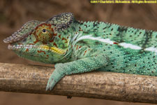 chameleon closeup