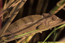 chameleon