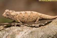 chameleon closeup