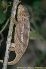 chameleon closeup